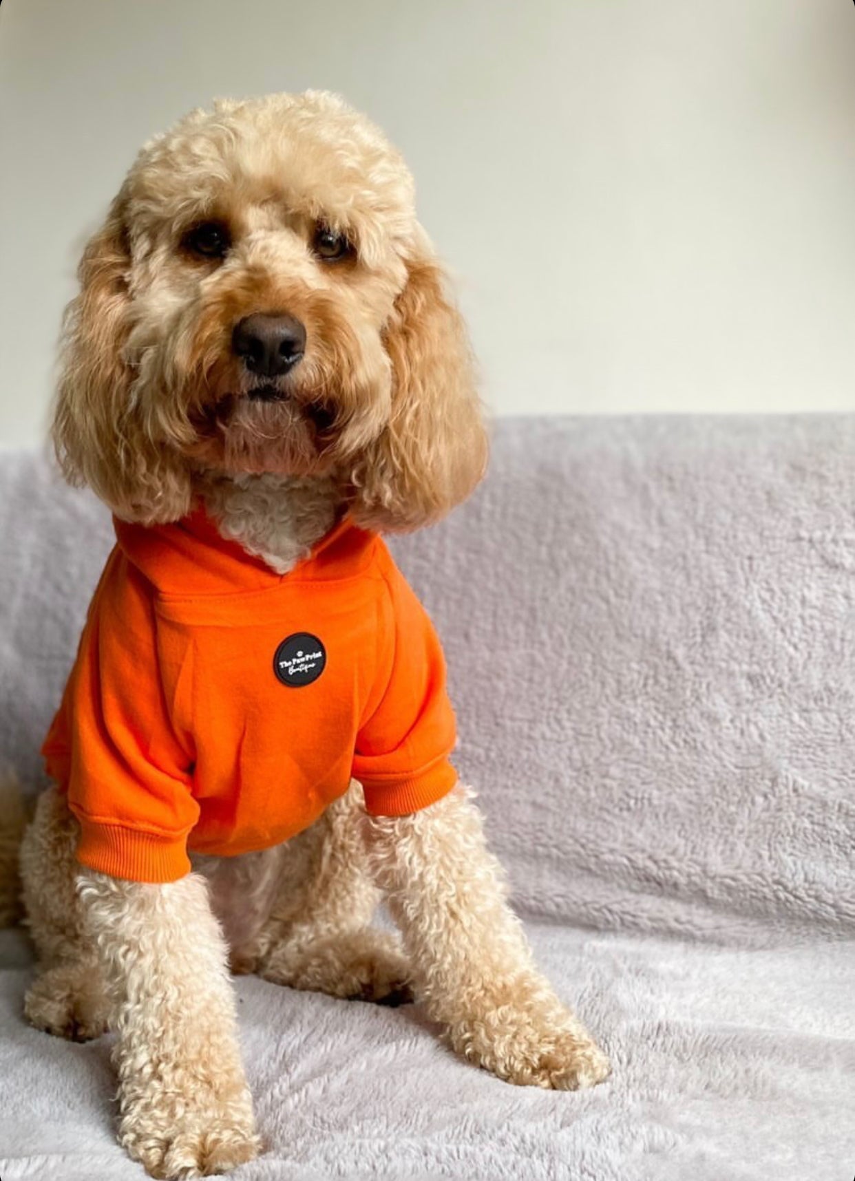 Orange hotsell dog hoodie